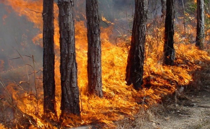 Пожары в Бурятии действуют на 54 тысячах гектаров леса