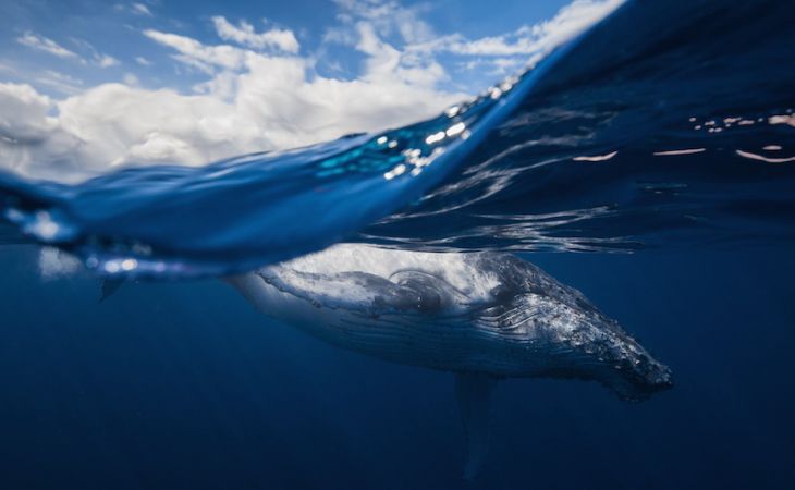 Удивительная история съёмки китов от подводного фотографа Габи Баратью