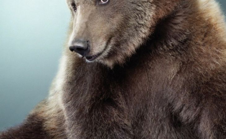 Медведей на Алтае начнут отстреливать из-за угроз скоту