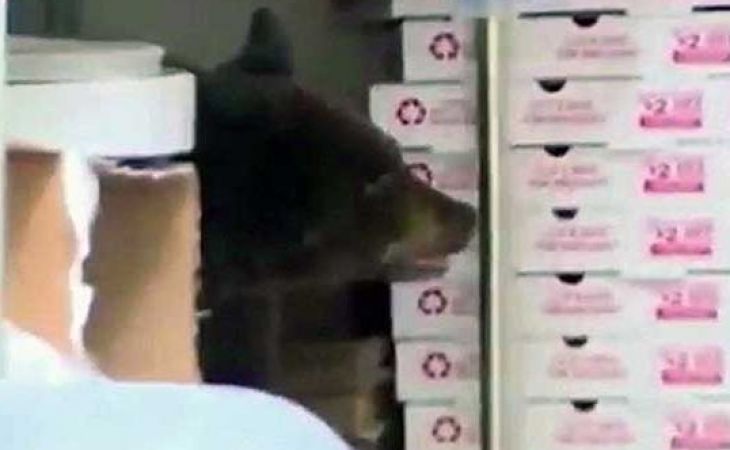 В США медвежонок пробрался в закусочную и до потери сознания объелся пиццей
