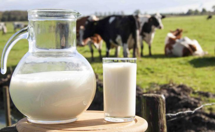 Минсельхоз сократил субсидии производителям молока в 40 раз