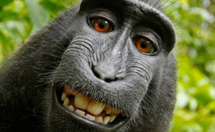 Зоощитники подали иск о возмещении павиану ущерба за нарушение его авторских прав