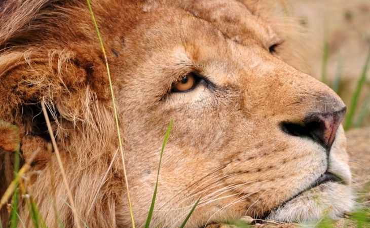Датский зоопарк приглашает детей на вскрытие льва