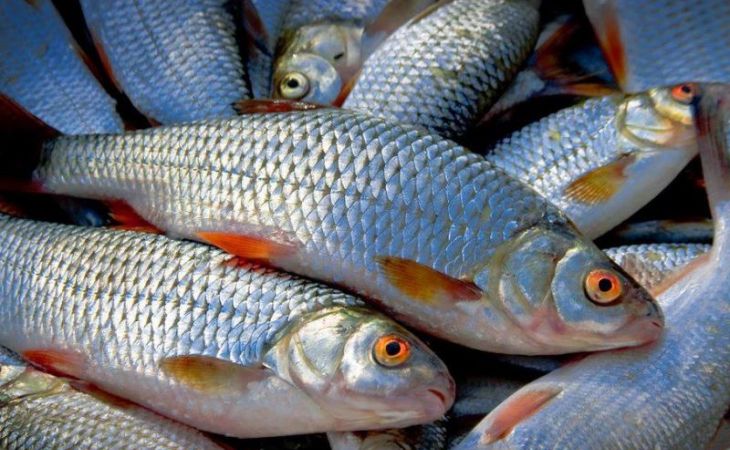 Речная и озерная рыба заменит 50% импортной в Алтайском крае