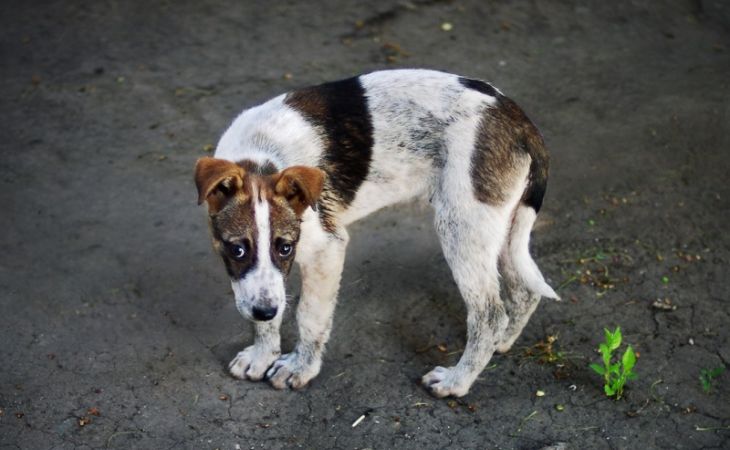 Владимира Путина попросили остановить убийство собак на Алтае