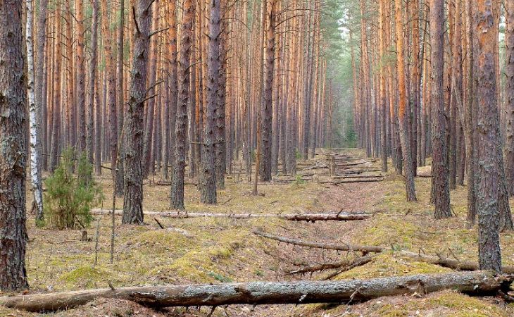 76-летняя жительница Алтая ушла в лес и исчезла