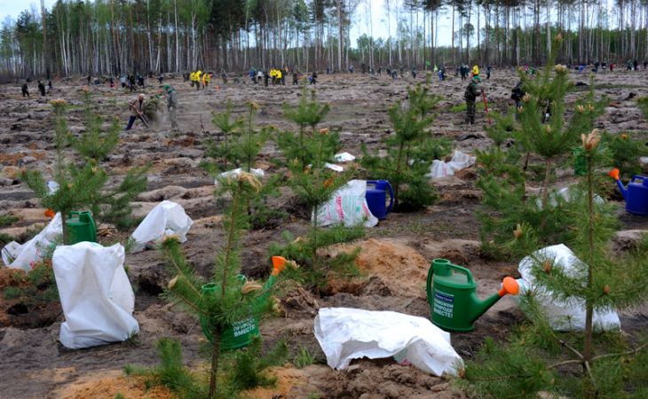 ОНФ в Приморье выявил отмывание денег в контрактах по воспроизводству лесов