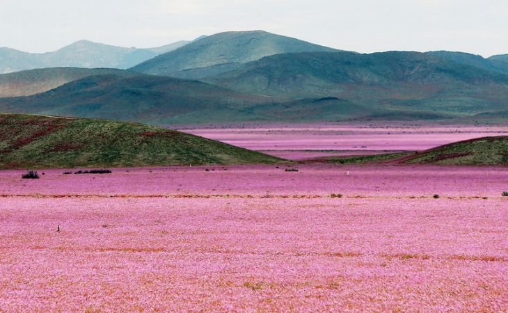 Розовое море: пустыня в Чили покрылась цветами после дождя - фото