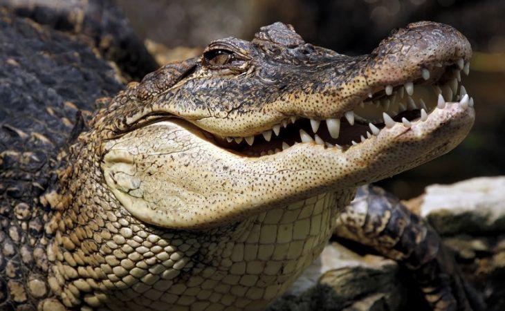 Крокодилов привлекут к охране тюрем