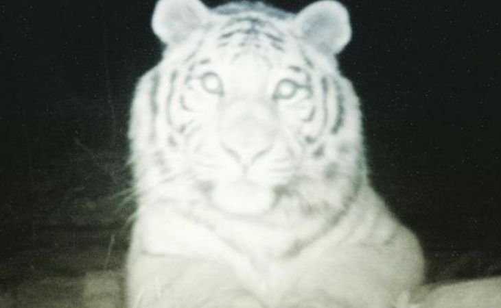 Тигр сделал селфи в нацпарке "Земля леопарда" в Приморье