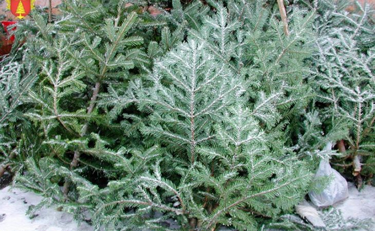 Продажа новогодних елок стартует в Барнауле 15 декабря