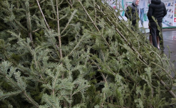 Продажа новогодних ёлочек стартовала в Барнауле во вторник
