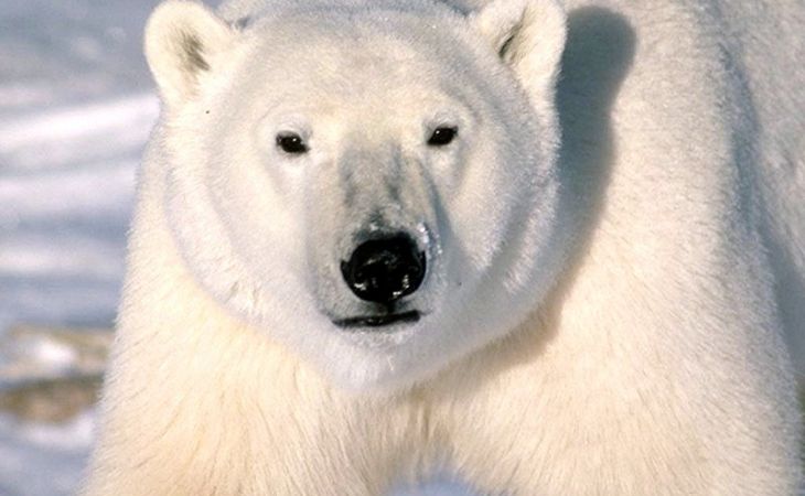 Численность белых медведей может сократиться почти на треть за 45 лет
