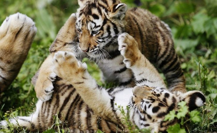 Зоопарк Барнаула ждет пополнение амурских тигров