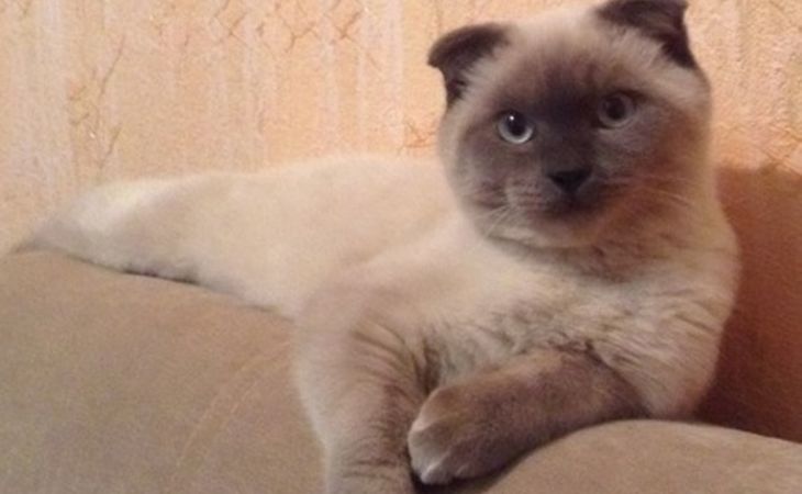 Единороссы не видят барнаульского кота Барсика депутатом Госдумы