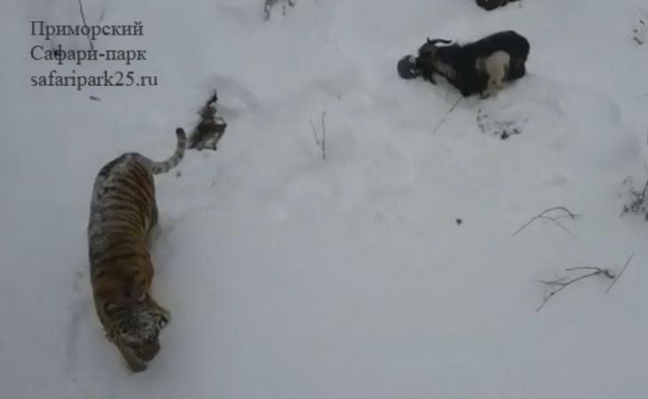 Тимур и Амур вместе пережили снегопад в убежище - видео