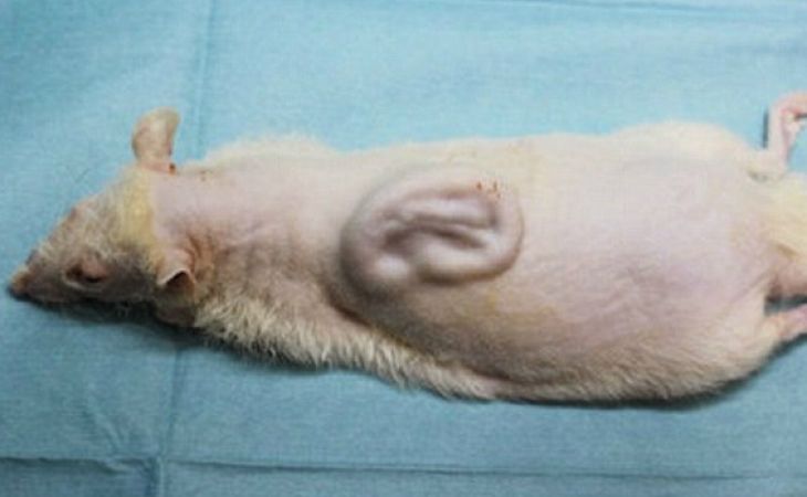 Японские ученые вырастили человеческое ухо на спине крысы