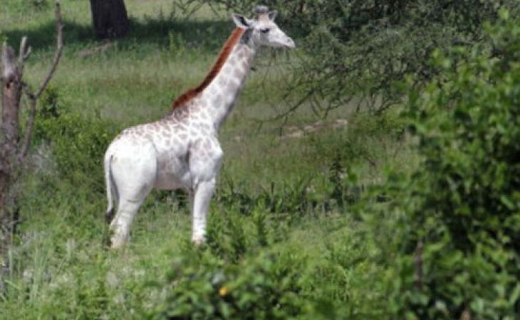 Редкого белого жирафа обнаружили в Танзании - фото