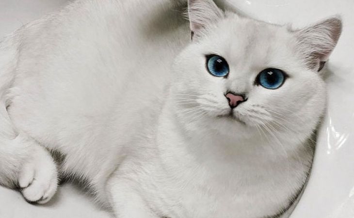 Голубоглазый кот стал новой звездой интернета - фото