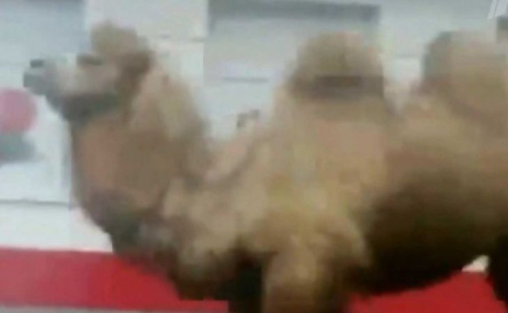 В Уфе сбежавший из зоопарка верблюд испугал прохожих - видео
