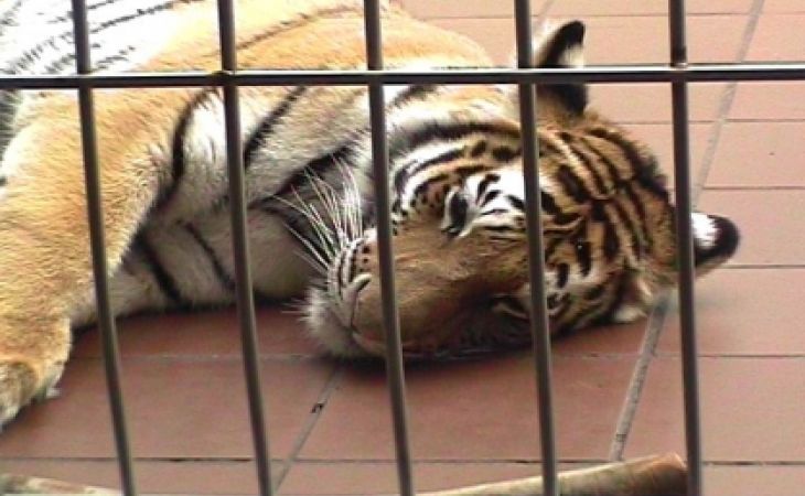 Стали известны подробности нападения тигра на девочку в барнаульском зоопарке