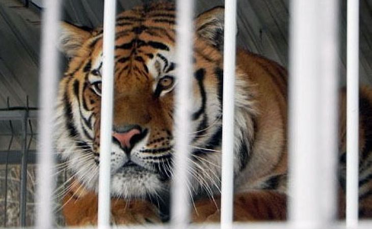 Барнаульцы предлагают усыпить тигра, напавшего на девочку