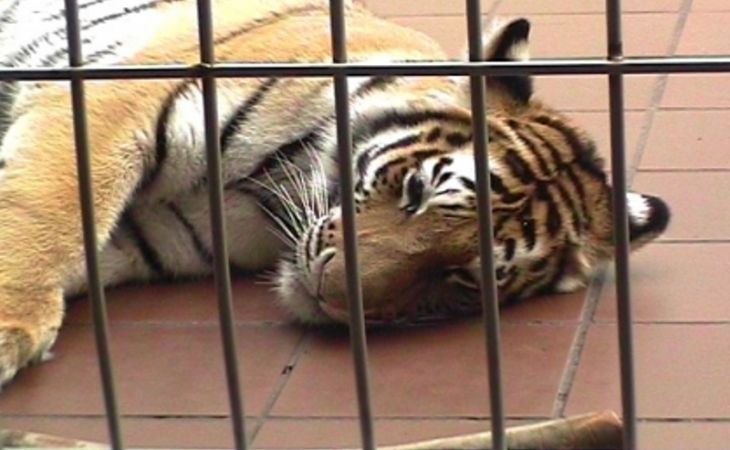 Семья девочки, пострадавшей от нападения тигра, подала в суд на барнаульский зоопарк