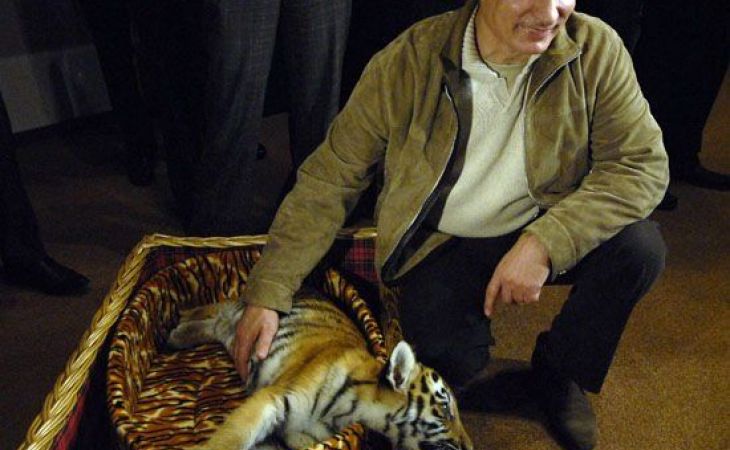 Владимира Путина просят заступиться за тигра, покусавшего барнаульскую девочку