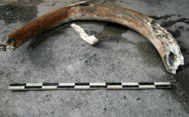 Двухметровый бивень мамонта обнаружили строители в Республике Алтай