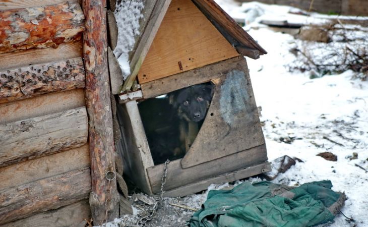 Омбудсмен по защите животных может появиться в России
