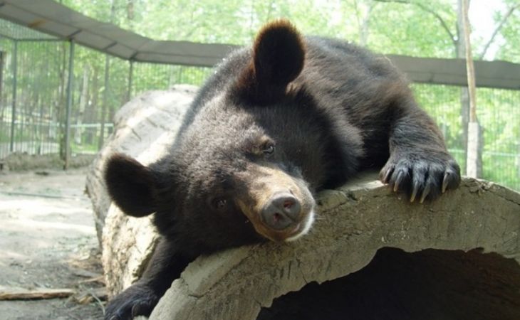 Попался на сгущенку: в Рубцовске поймали гималайского медведя, сбежавшего из клетки