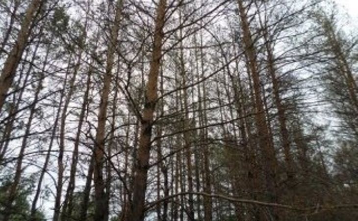 Леса в Алтайском крае атаковали насекомые-вредители