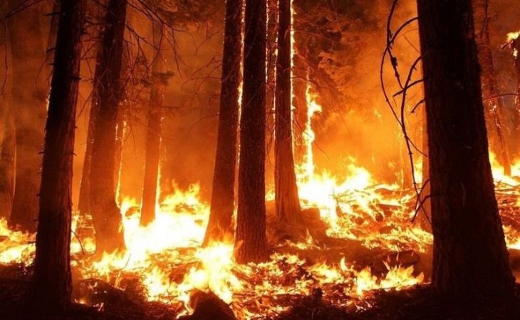 Гигантские пожары в Сибири уже не потушить – Гринпис