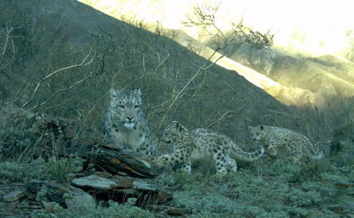 Снежный барс на Алтае в попытке спасти своих котят от браконьеров съела их