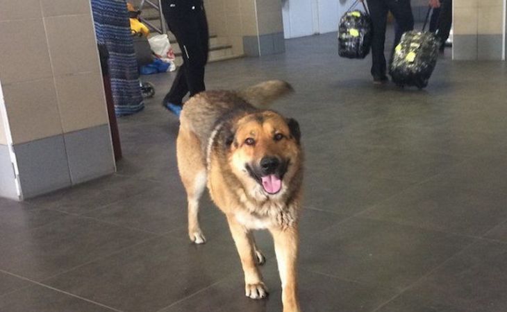 Брошенный в аэропорту Камчатки пес нашел новую семью
