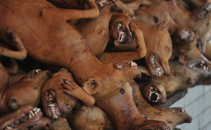 Любители собак: в Китае на фестивале собачьего мяса активисты пытаются скупать животных
