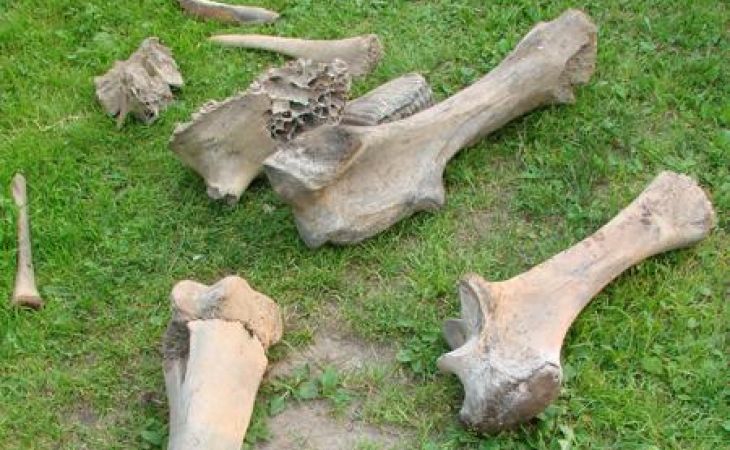 Житель Томска обнаружил на своем дачном участке кости мамонта
