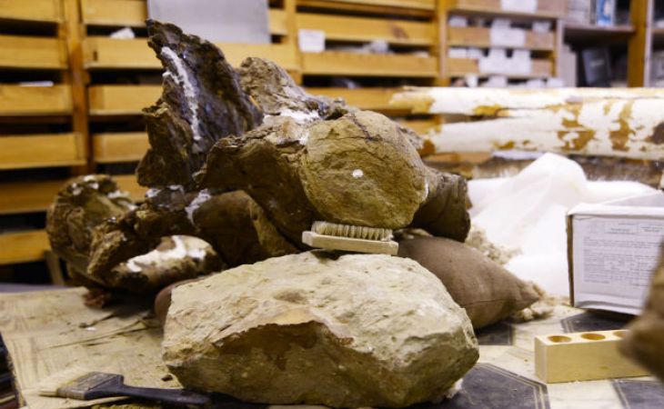 Томские ученые открыли новый вид динозавра, обитавшего в Сибири