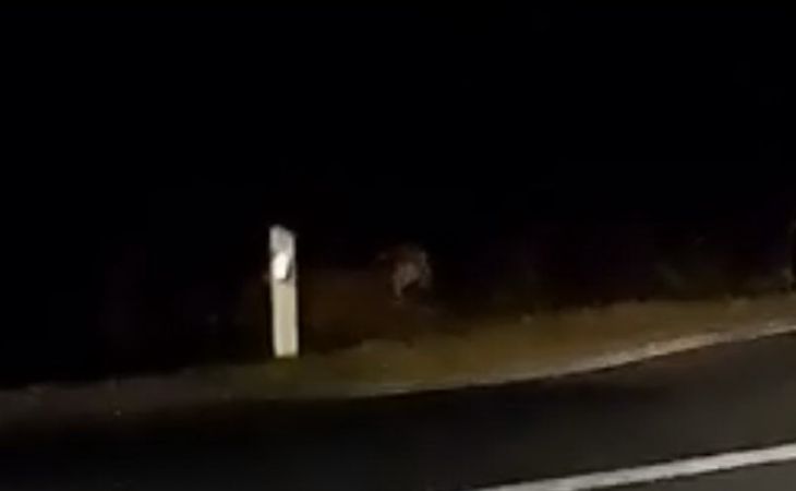 Гуляющего на улице тигра поймали во Владивостоке