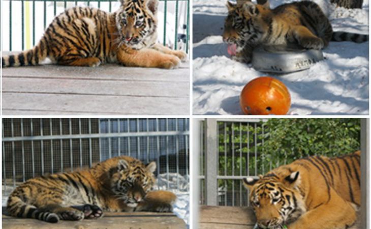 Тигр Шерхан вернулся в зоопарк Барнаула и не оставил без внимания тигрицу Багиру