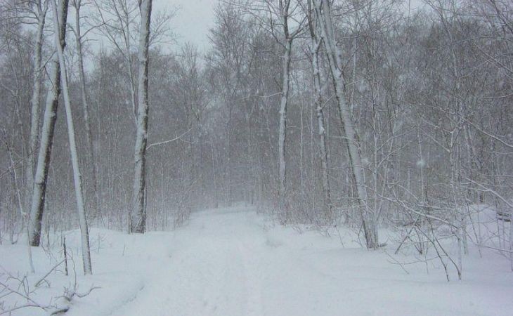 Снегопады и метели прогнозируют синоптики на пятницу в Алтайском крае