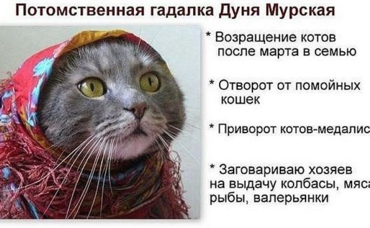 Амурского кота-экстрасенса продали за пять миллионов рублей