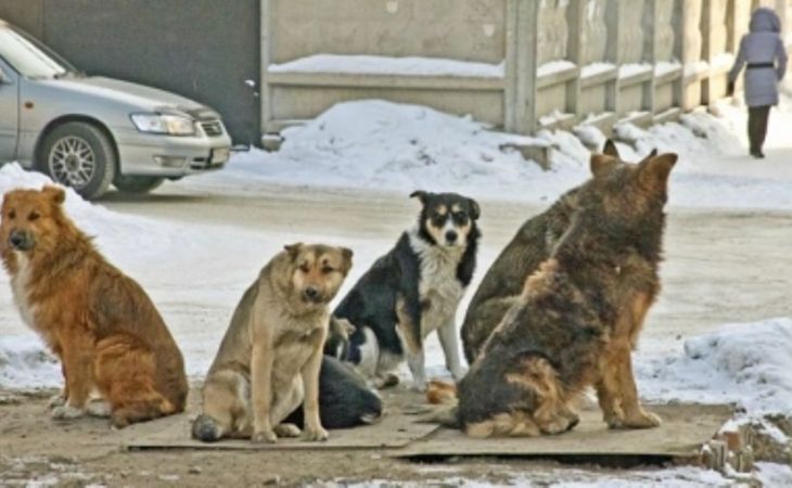 СК на Алтае проверяет информацию о нападении бродячих собак на людей