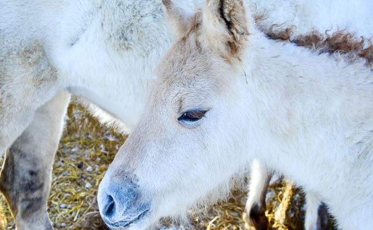 В Алтайском крае родился первый жеребенок якутской породы лошадей
