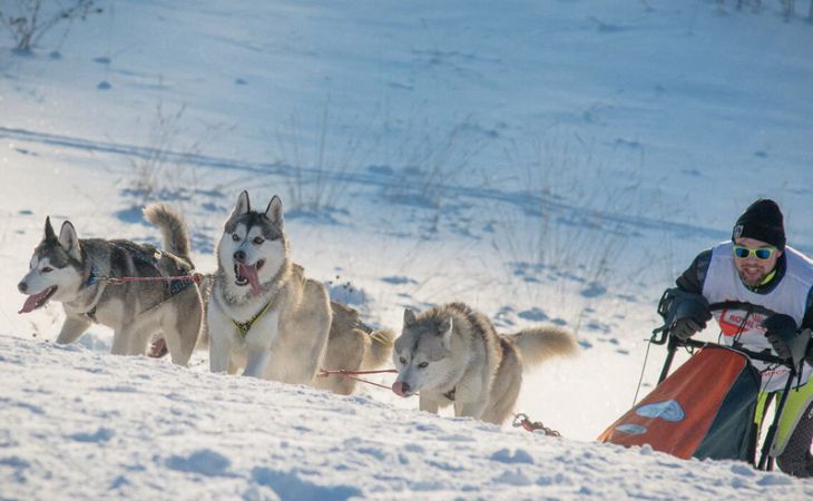 Показательные заезды на собачьих упряжках состоятся в Алтайском крае