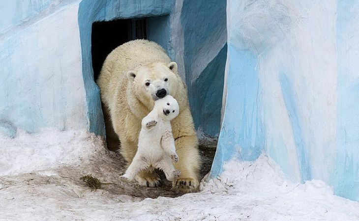 Семья белых медведей из Новосибирска стала звездой интернета