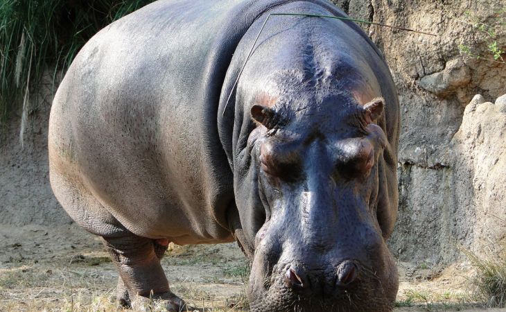Неизвестные до смерти забили единственного бегемота в сальвадорском зоопарке