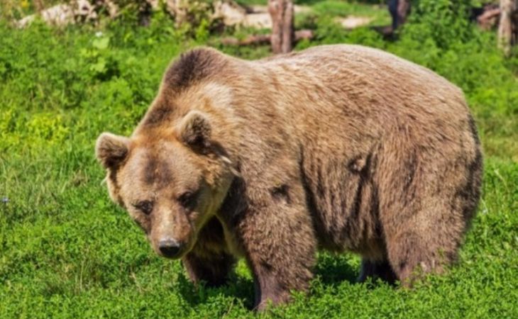 На улице Таганрога мужчина выгуливал медведя без намордника. Видео