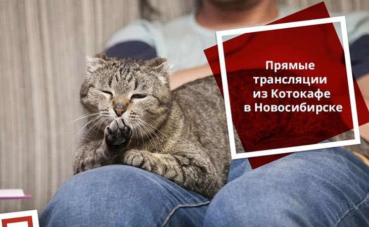 Камеры ТТК помогут найти хозяев бездомным сибирским котикам