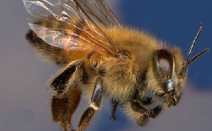 Огромный пчелиный рой остановил движение в центре Лондона. Видео